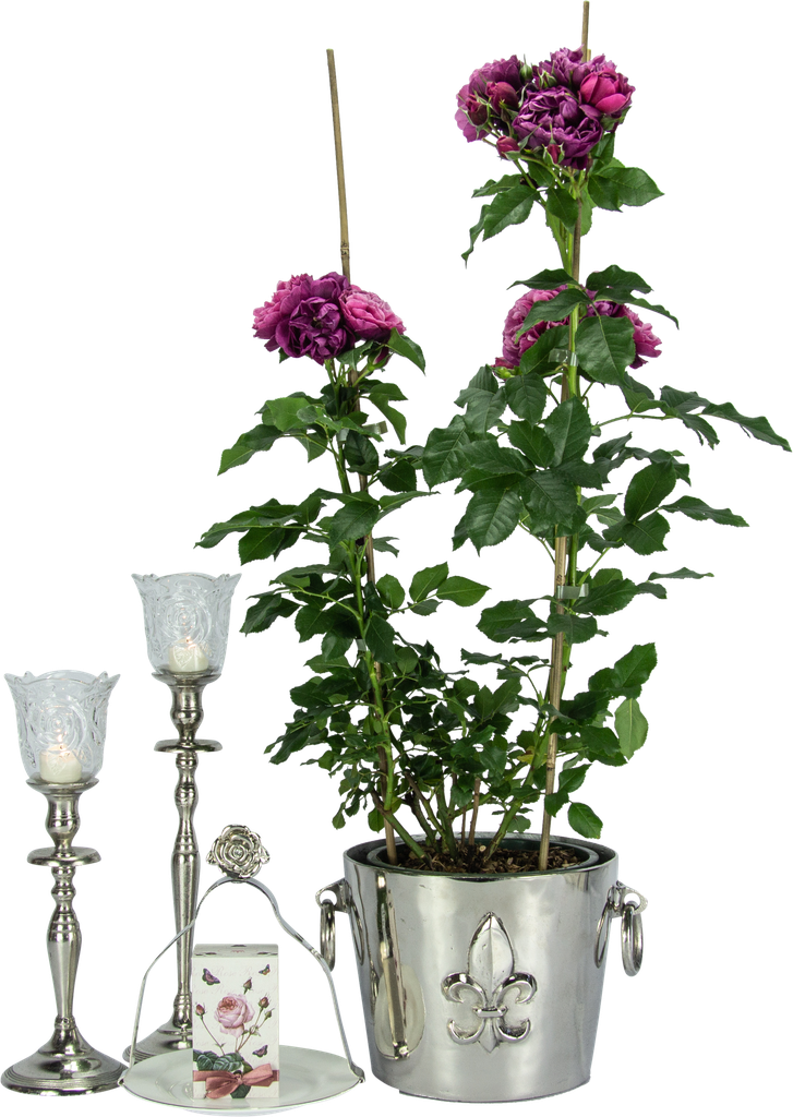 ROSES Teelicht-Aufsatzglas 10,5 cm Glas klar